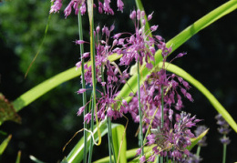 Allium carinatum susp. pulchellum