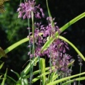 20100731_moutier-cultiv-_allium_carinatum_susp.pulchellum.jpg