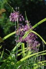 Allium carinatum susp. pulchellum