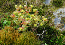 Sedum alpestre