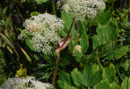 Peucedanum ostruthium