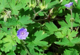 Geranium bohemicum