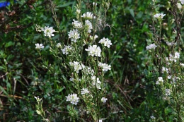 Berteroa incana
