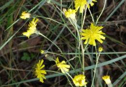 Hieracium prenanthoides