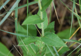 Hieracium prenanthoides