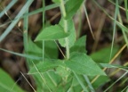 Hieracium prenanthoides