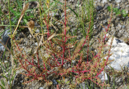 Salsola ruthenica