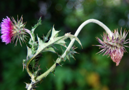 Carduus nutans, Chardon penché