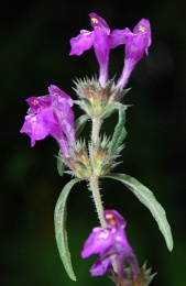 Galeopsis angustifolia, Galéopsis à feuilles étroites