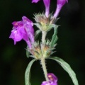 20101001_court_graitery_galeopsis_angustifolia.jpg