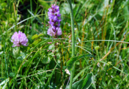 Crepis boccone