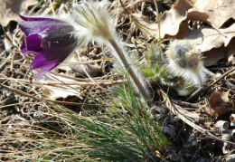 Pulsatilla montana