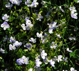 Veronica filiformis
