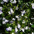 20110410_moutier_chantemerle_veronica_filiformis.jpg