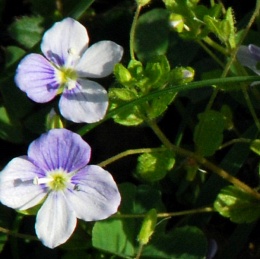 Veronica filiformis