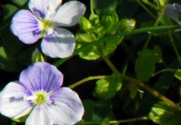 Veronica filiformis