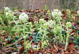 Petasites albus