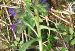 Pulmonaria montana