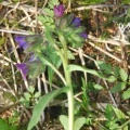 20110421_plain_de_saigne_pulmonaria_montana_01_.jpg