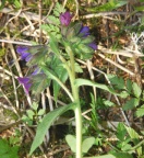 Pulmonaria montana
