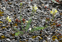 Linaria supina