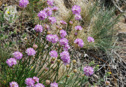 Armeria arenaria