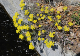 Alyssum argenteum