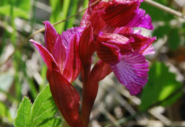 Orchis papilionacea