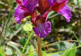 Orchis papilionacea