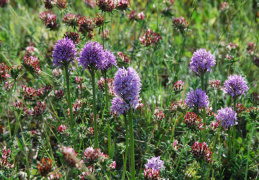 Orchis tridentata