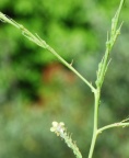 Rapistrum rugosum