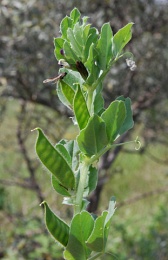 Vicia narbonensis