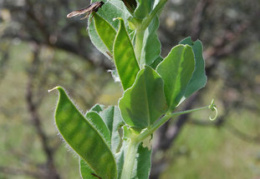 Vicia narbonensis