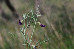 Vicia peregrina 