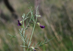 Vicia peregrina 