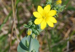 Blackstonia perfoliata