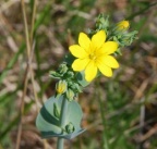 Blackstonia perfoliata