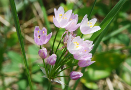 Allium roseum