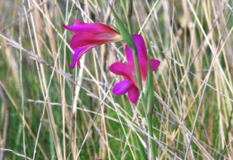 Gladiolus italicus