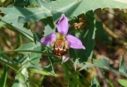 Ophrys apifera