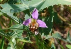 Ophrys apifera