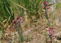 Silene gallica subsp. quinquevulnera