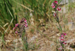 Silene gallica subsp. quinquevulnera