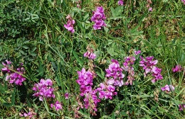 Lathyrus latifolius