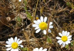 Anthemis arvensis