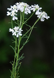 Iberis pinnata 