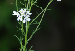 Iberis pinnata 