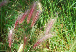 Hordeum murinum s.str.