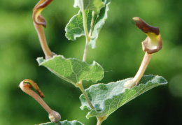 Aristolochia rotunda