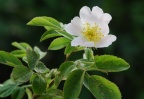 Rosa tomentosa
